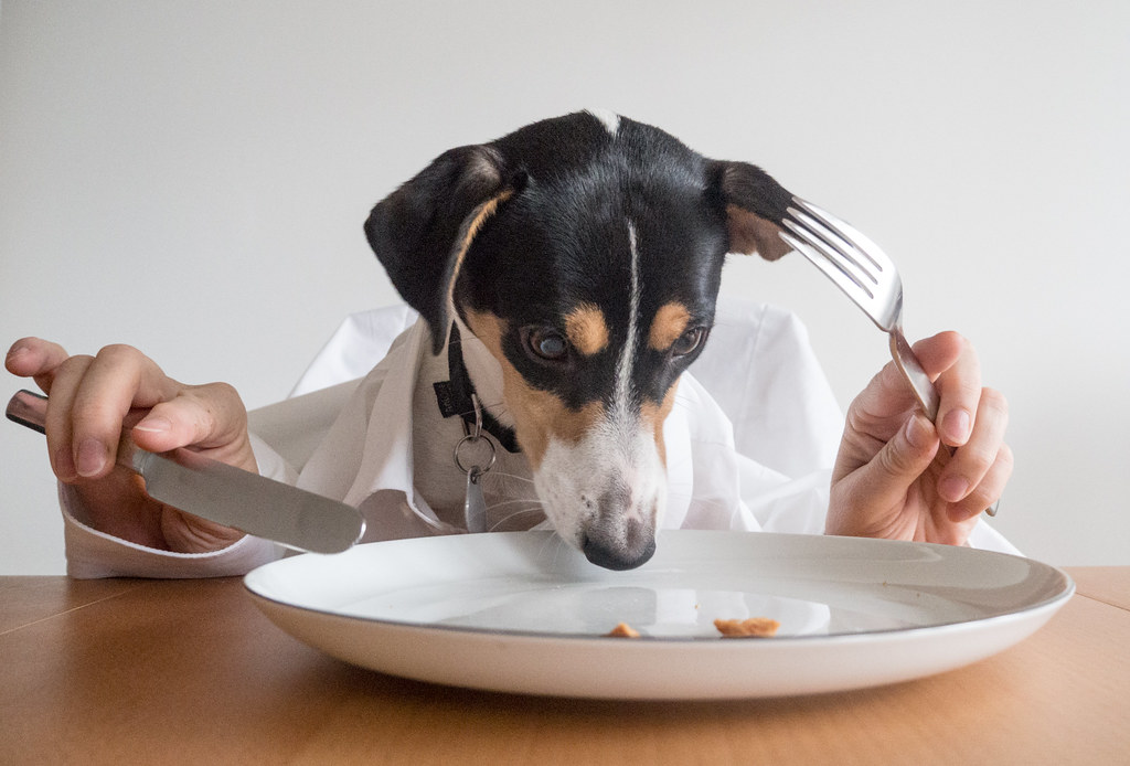 Un perro mirando hacia una mesa de comedor