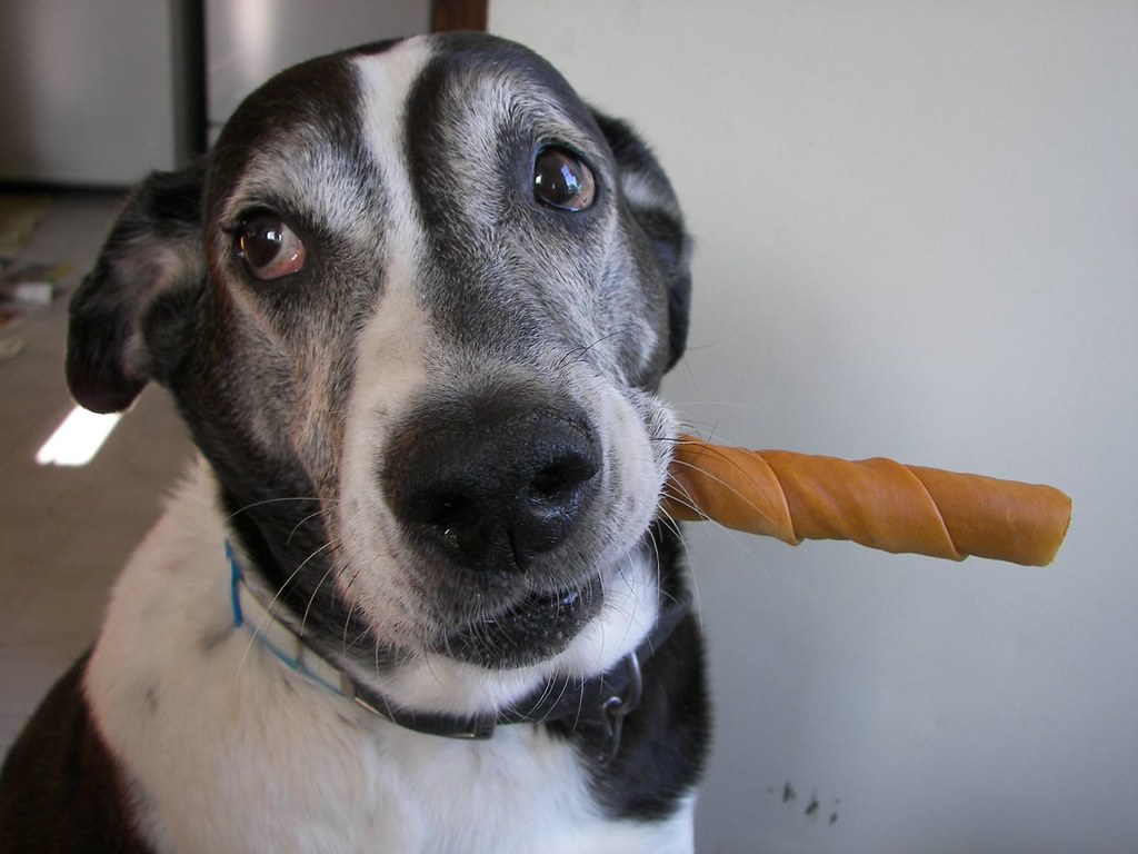 Un chien levant les yeux vers une table de repas